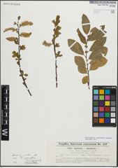 Foto von Salix myrsinifolia Salisb.